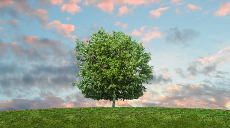 arbre agroécologie