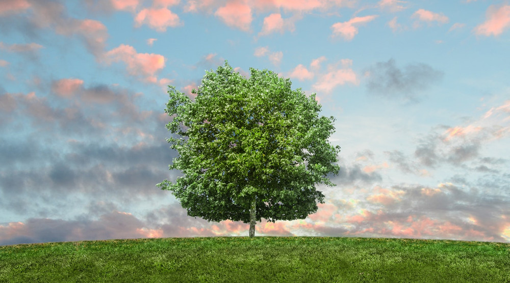 arbre agroécologie