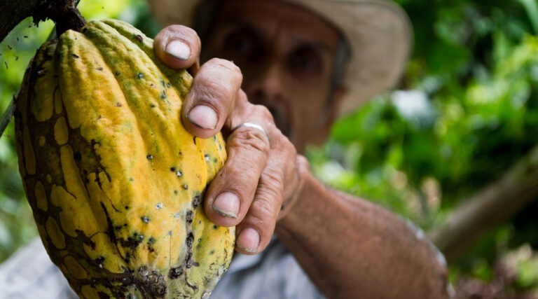 paysan colombien cacao