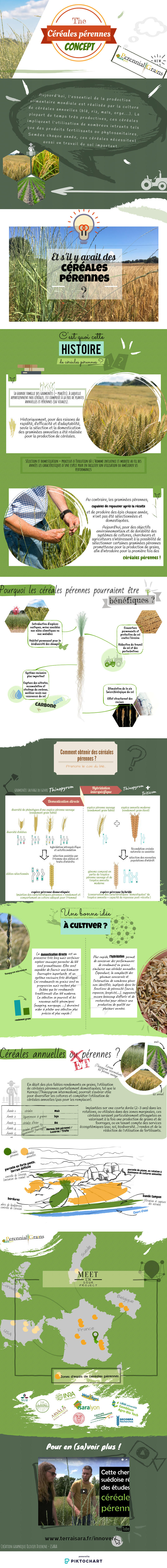 Infographie Céréales pérennes