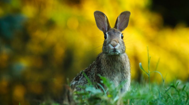 rabbit 800x445