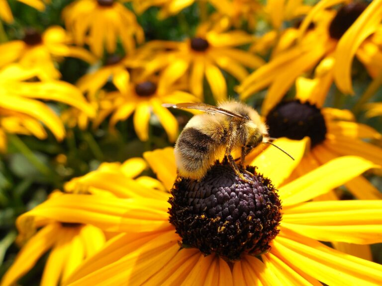 abeille