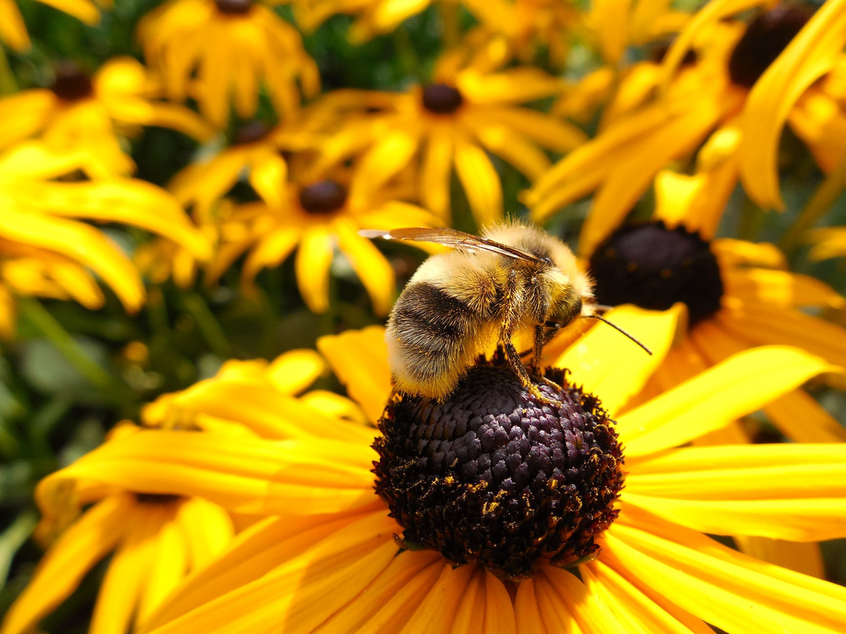 abeille