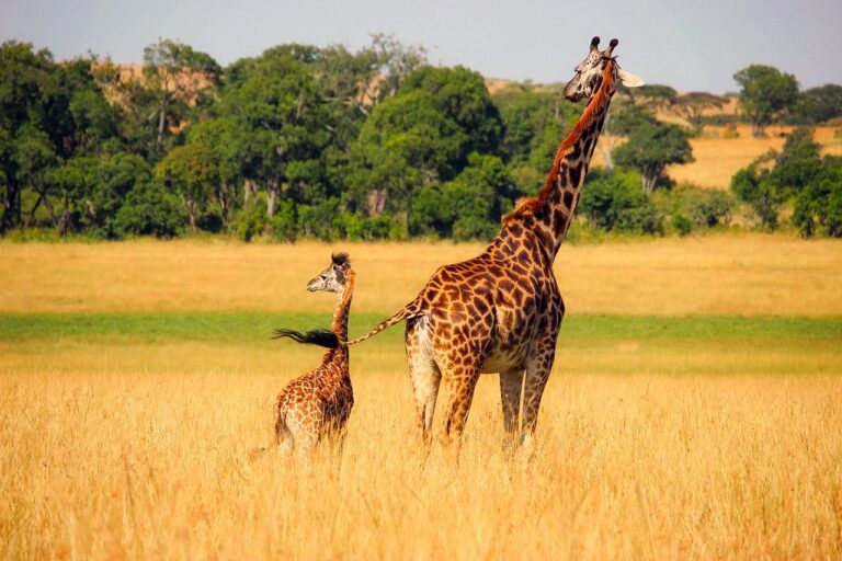 giraffe 2064520 1280