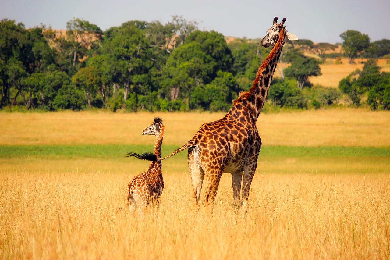 giraffe 2064520 1280