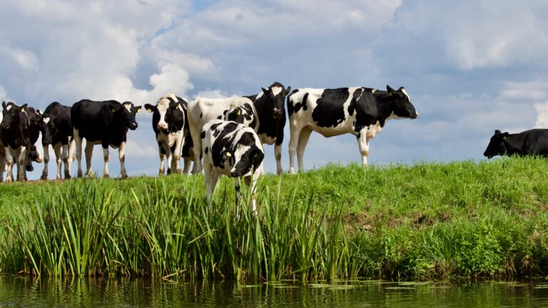 agriculture animal animal photography cattle 422202(2)