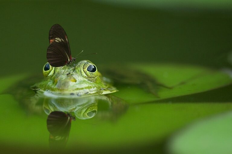 frog 540812 1280