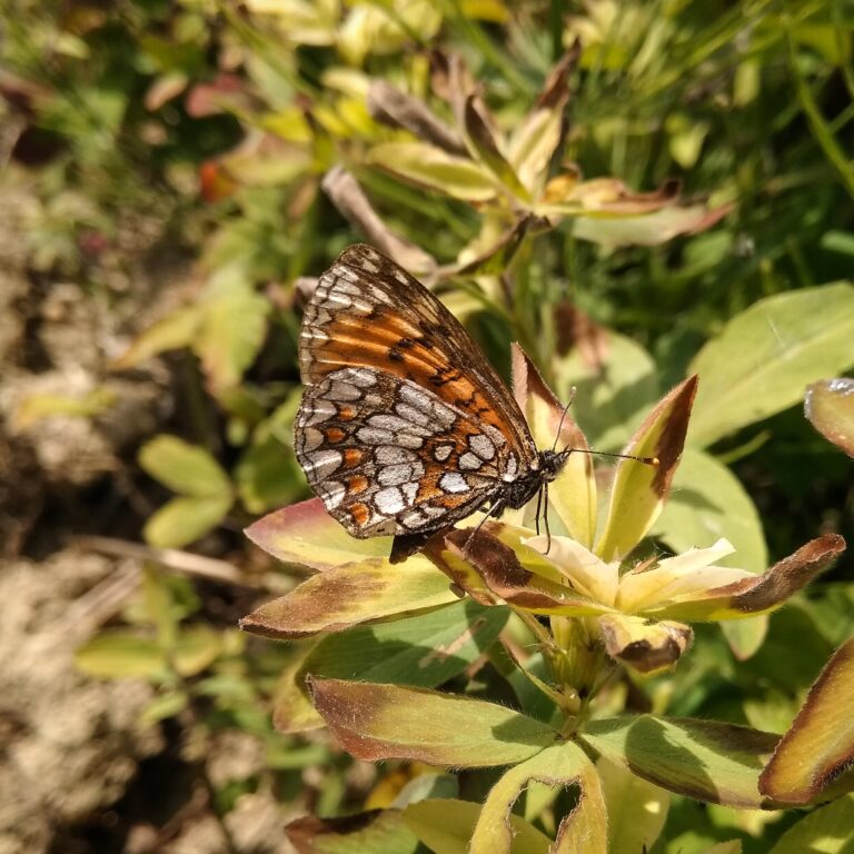 petite nacré (issoria lathonia) face inférieure ct