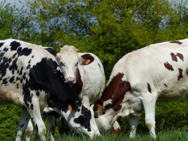 holstein montbéliardes rouge (1)