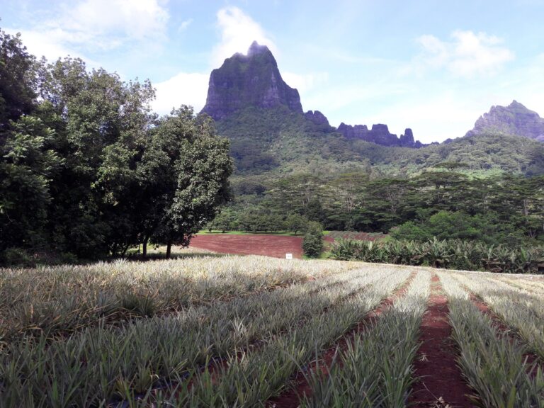 ananas à moorea