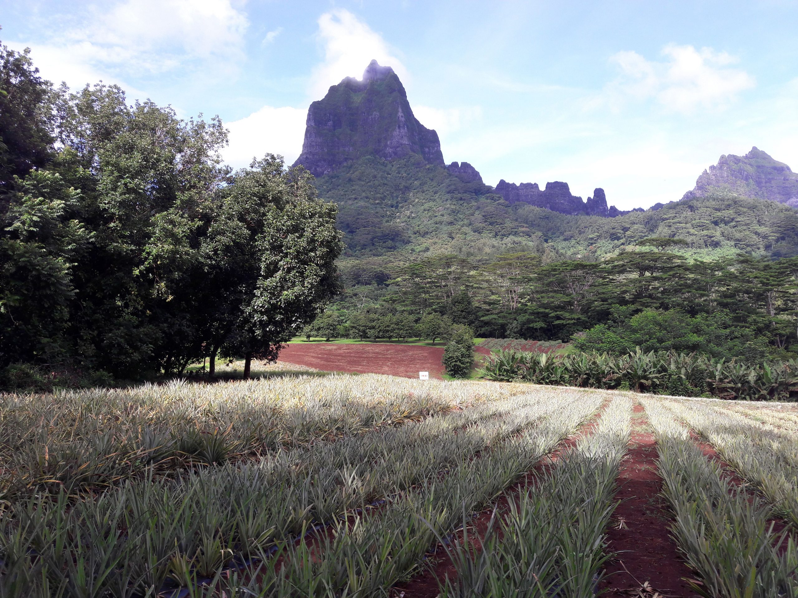ananas à moorea